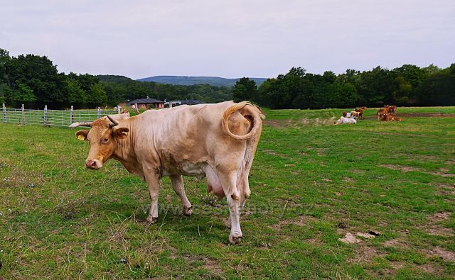 Farma v Domaslavicích