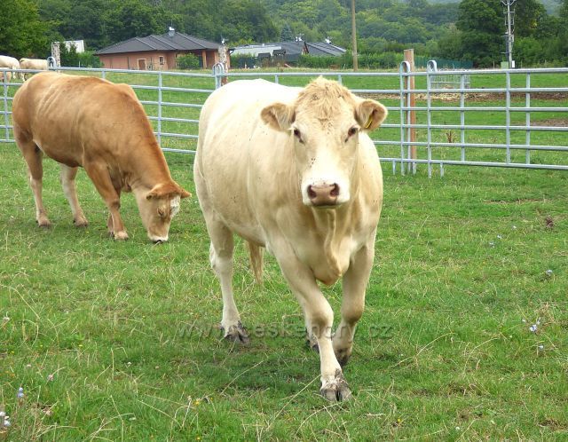 Farma v Domaslavicích