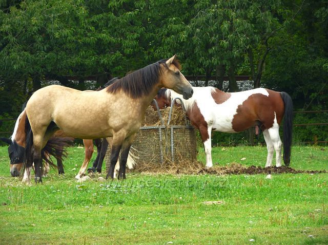 Farma v Domaslavicích