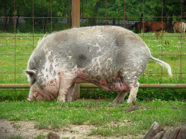 Farma v Domaslavicích