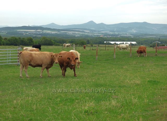 Farma v Domaslavicích