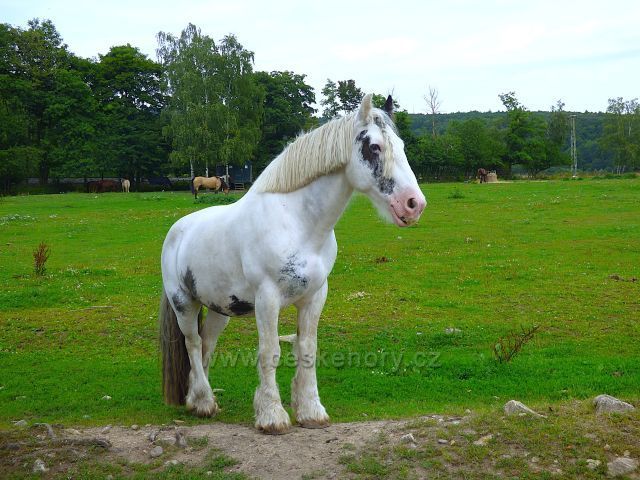 Farma v Domaslavicích
(kůň monitoruje farmu)
