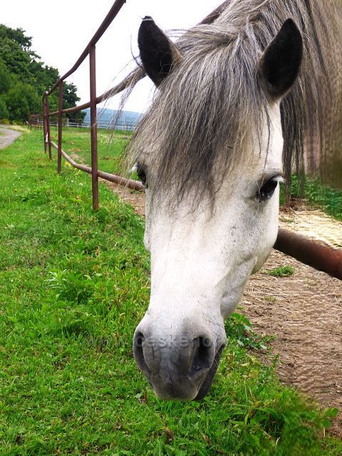Farma v Domaslavicích
(za ohradou zelenější)