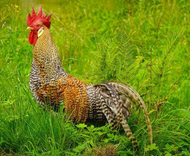 Farma v Orlických horách