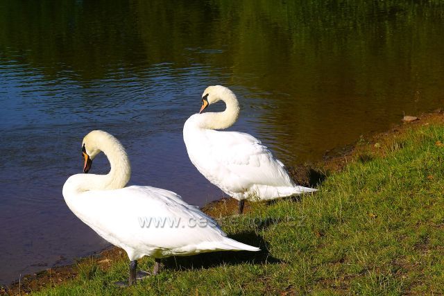 Okolo Proboštovského rybníka
