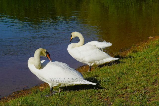 Okolo Proboštovského rybníka