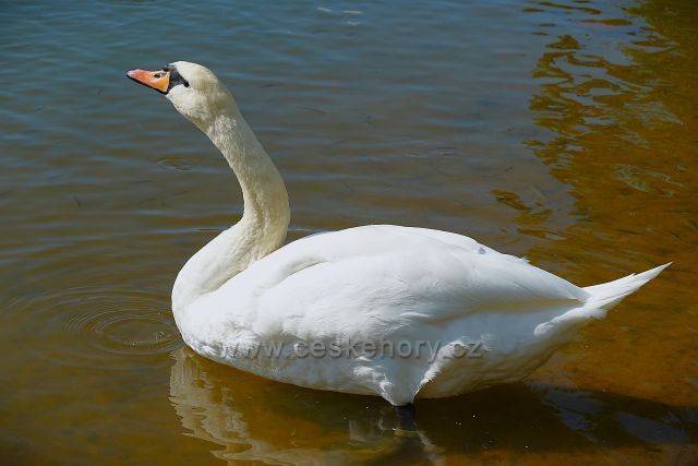 Okolo Proboštovského rybníka