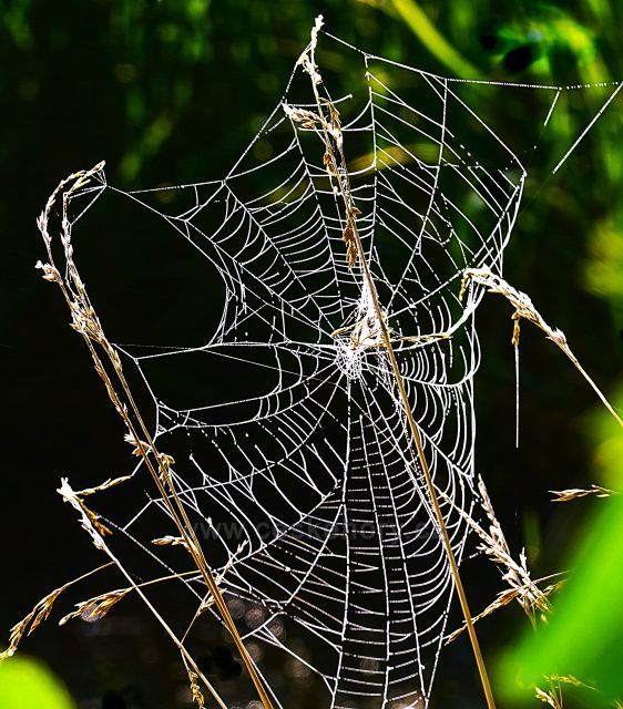 Okolo Proboštovského rybníka