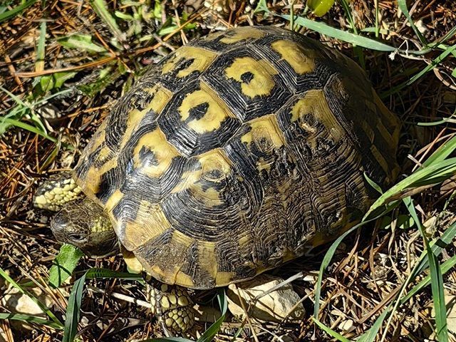Cestou z výhliadky Crni krug.