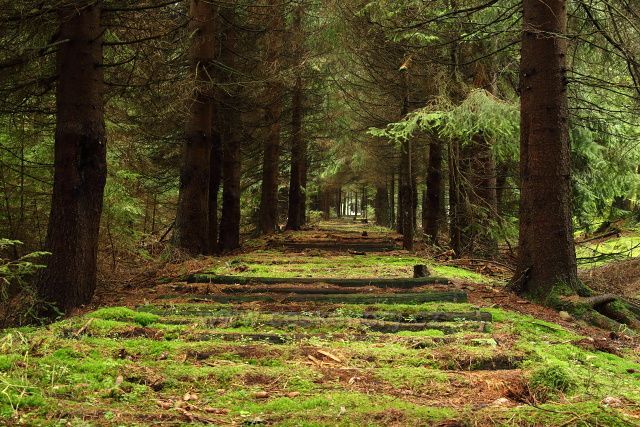Cesta po zaniklé trati