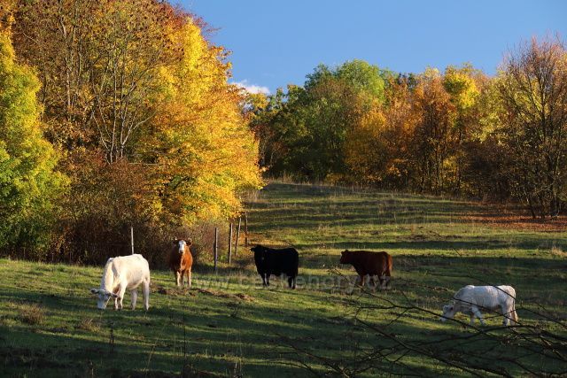 Pastviny za Kučlínem
