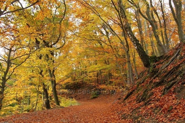 Les nad Albrechtickým údolím