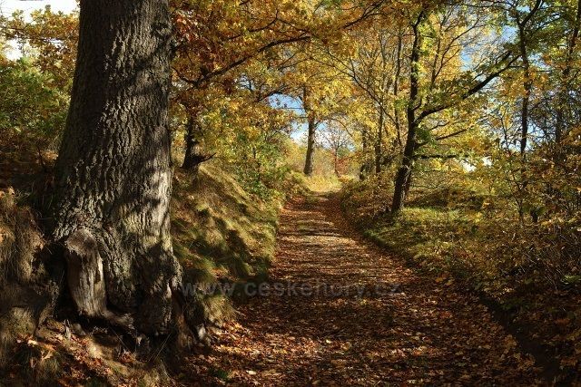Cesta podél Dolanského rybníka