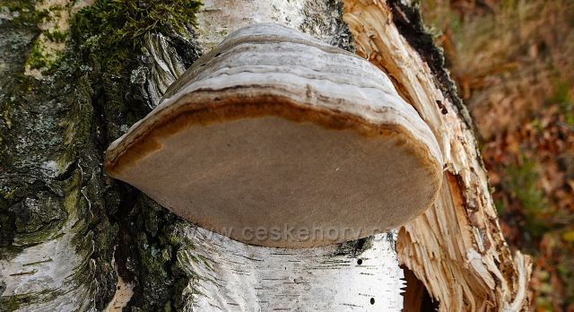 Barevné variace na Bořni