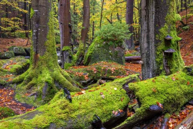 Rozklad velikána v Jedlovém dole.
