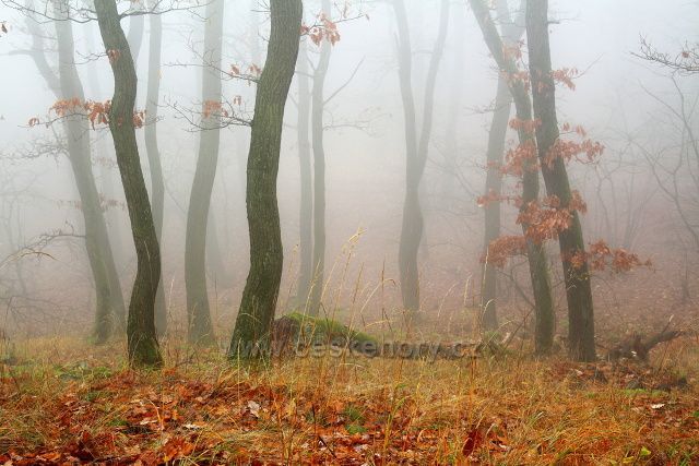 Dubový les pod Milešovkou