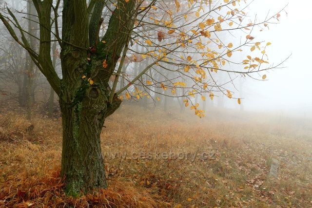V mlze pod Milešovkou