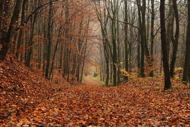 Cesta v údolí Unčínského potoka