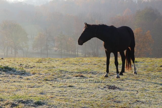Pastvina za Holibkou