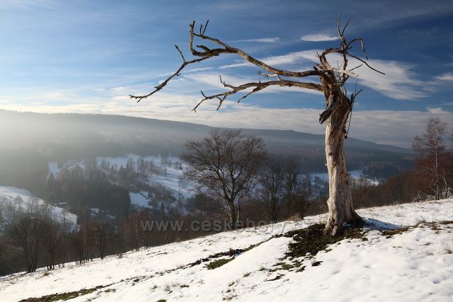 Torzo stromu ve svahu Růžového vrchu