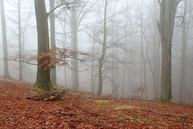 Bukový les v oboře Červený Hrádek