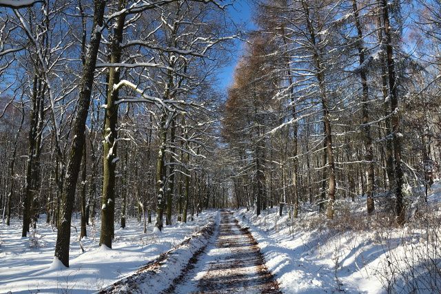 Lesní cesta pod Zvonem