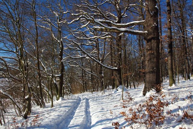 Lesní cesta pod vrchem Roudný