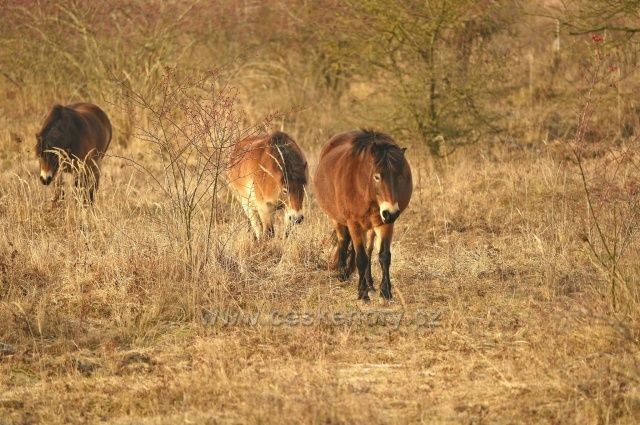 Pastevní rezervace divokých koní a praturů - Milovice. 