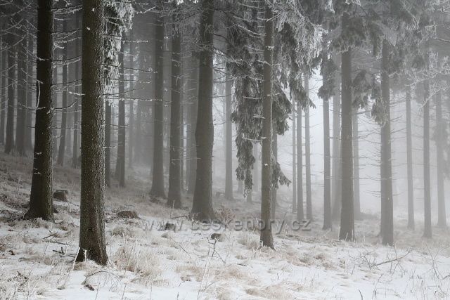 Mlha ve smrkovém lese