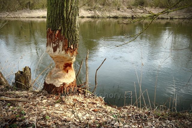 Bobří práce u Ohře