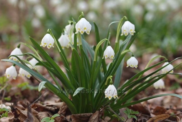 Bledule v Písteckém lese