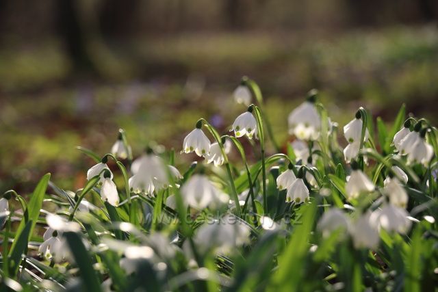 Bledule v Písteckém lese