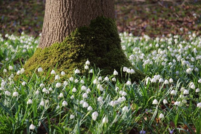 Bledule v Písteckém lese