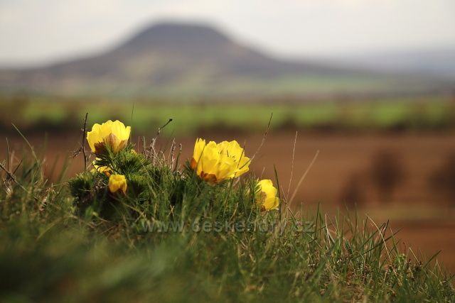 Hlaváček jarní na Tobiášově vrchu