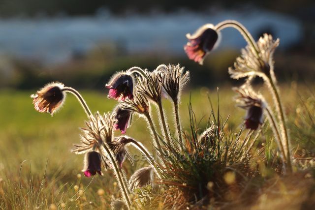 Koniklec na Kostrlíku