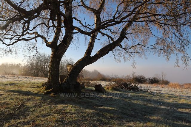 Bříza na pastvinách
