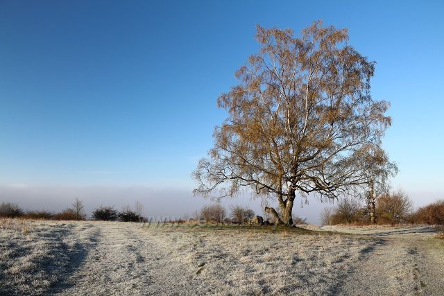 Bříza na pastvinách