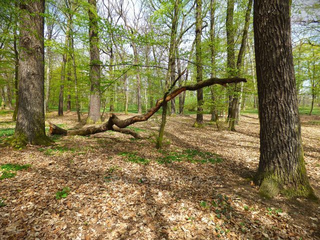 Proboštovský lesopark