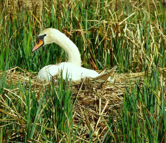 Proboštovský lesopark