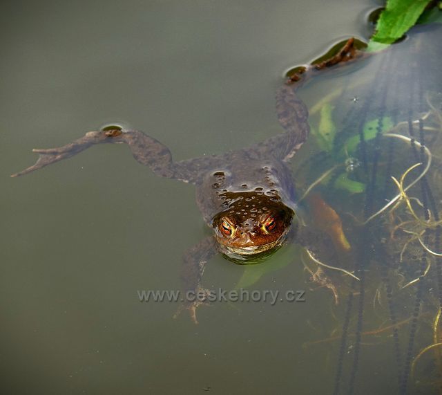 Mrsklesy