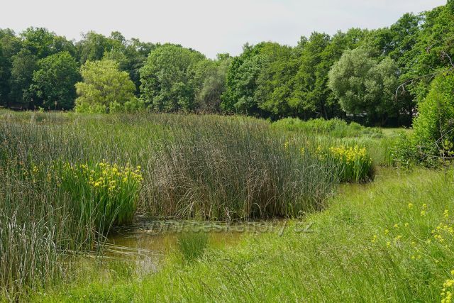 Proboštovský rybník