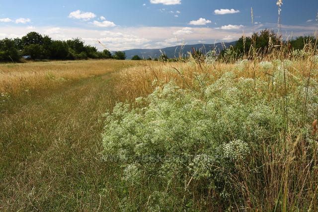 Louky nad Světcem