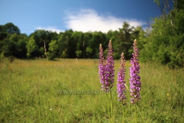 Orchidejová louka pod Solanskou horou
