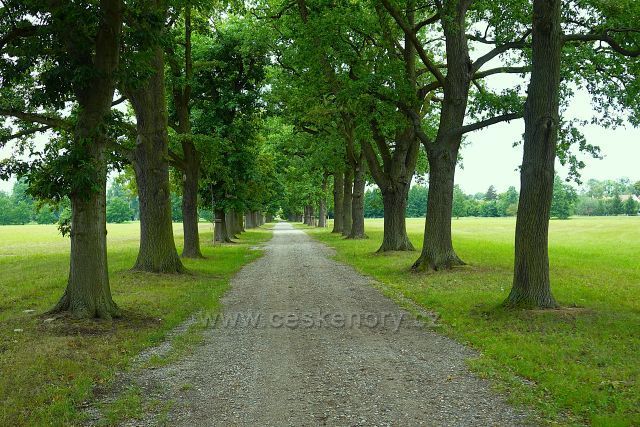 Kladruby n. L.
(okolo hřebčína)