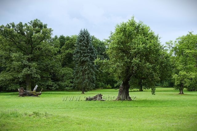 Kladruby n. L.
(okolo hřebčína)