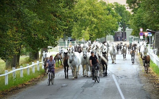 Kladruby n. L.
(okolo hřebčína)