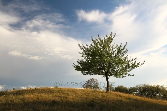 Na pastvině