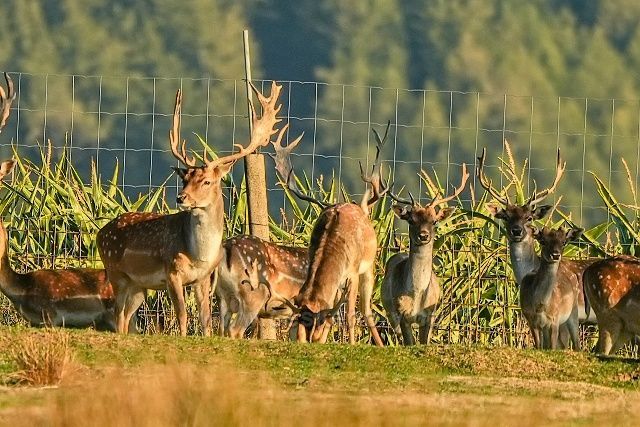 Podvečer na farmě u Velhartic