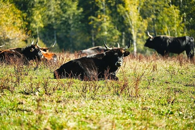 Obora praturů, zubrů a bizonů - Šumava, Prachatice