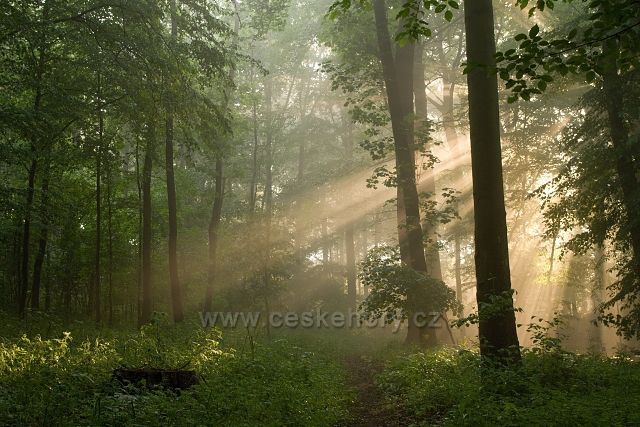 Ráno v lese